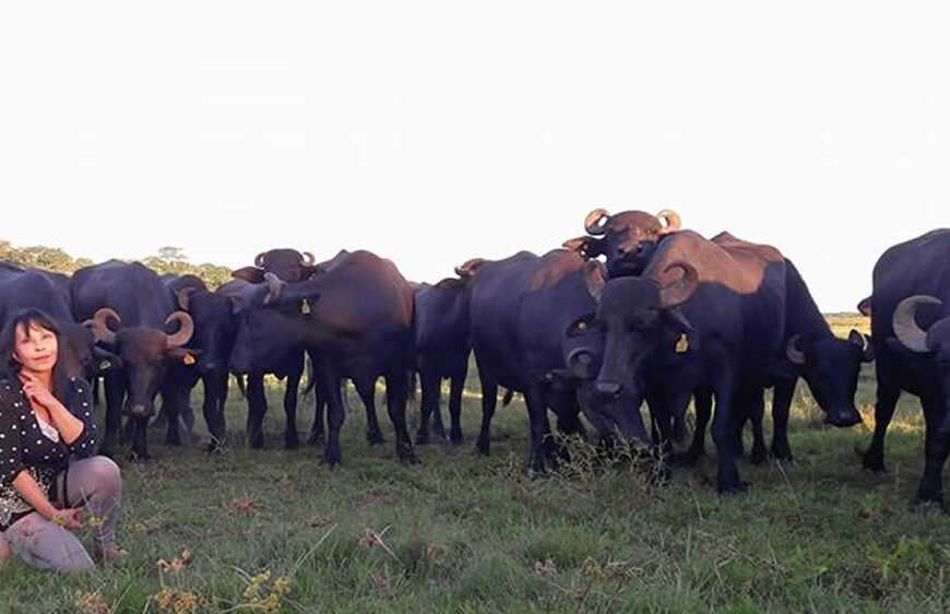 Los búfalos debutan en Agroactiva