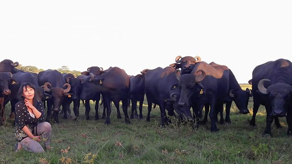 Los búfalos debutan en Agroactiva
