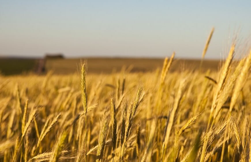 Sergio Busso: “Detrás del récord productivo de granos en Córdoba, hay rotación y Buenas Prácticas”