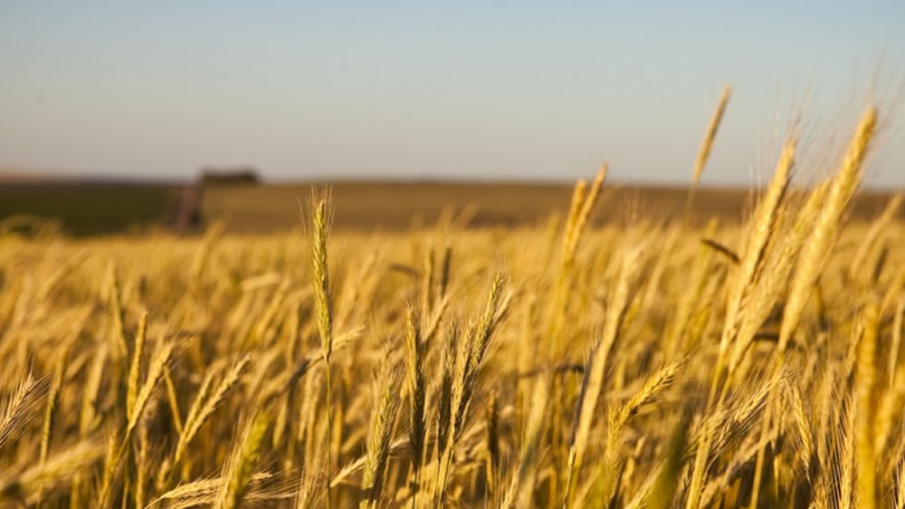 Pérdida de granos: cómo maximizar el rendimiento de la cosecha