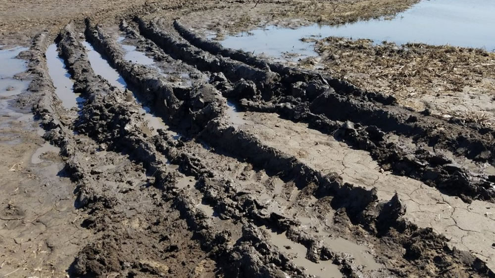 Los productores estadounidenses inundados cuentan con un seguro subsidiado que garantiza un ingreso mínimo: cómo funciona