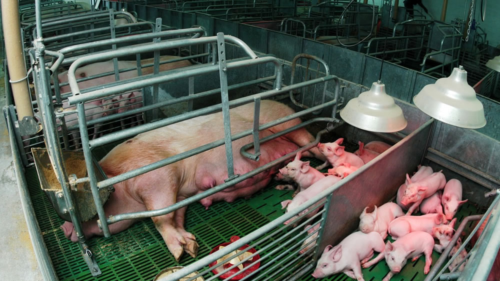 Cerdos: “Argentina tiene condiciones naturales muy favorables para continuar creciendo en producción”