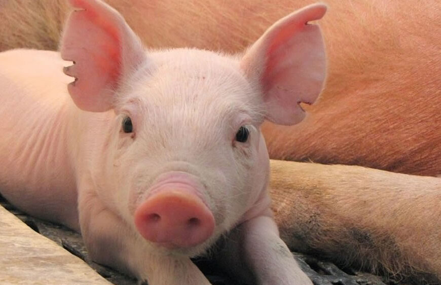 Debido a la alta demanda de cerdo, los productores reclaman políticas de estado a largo plazo