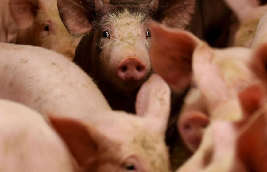 Cerdos: el consumo de la carne porcina se ubica 17,6 kg. por habitante