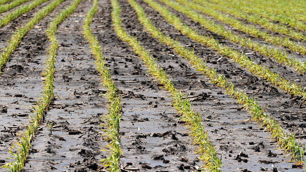 Tras las excesivas lluvias en EE.UU. Prevent Plant: el seguro preventivo de los farmers que puede ayudar al agro argentino