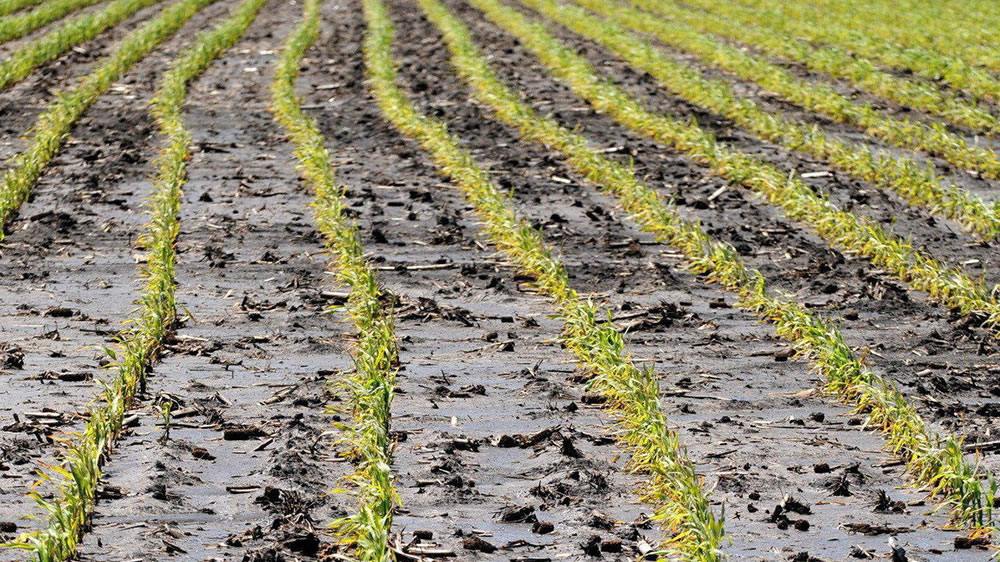 Tras las excesivas lluvias en EE.UU. Prevent Plant: el seguro preventivo de los farmers que puede ayudar al agro argentino