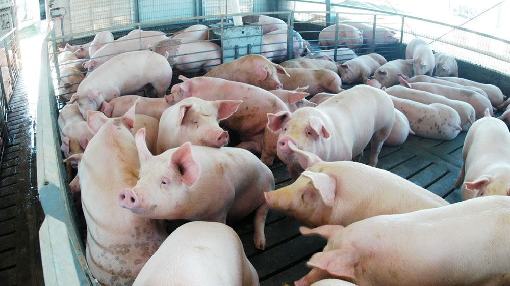 El negocio del cerdo engorda con exportaciones y consumo interno récord
