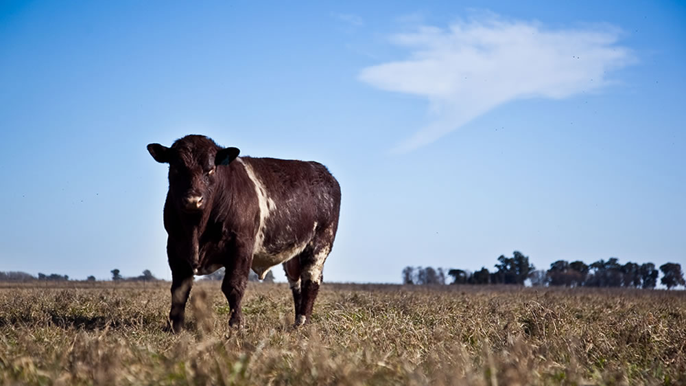 Avanza la implementación de un cluster ganadero bovino en Argentina