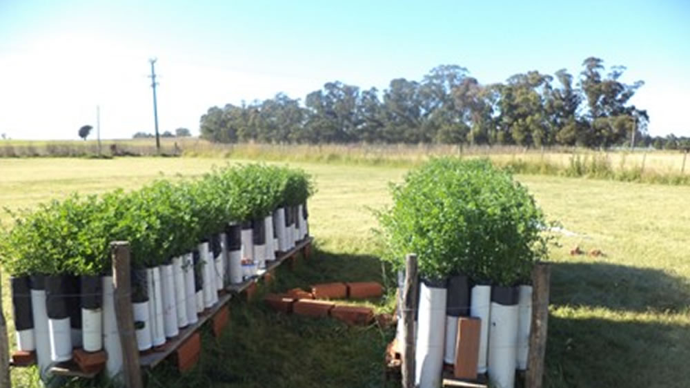 Tesis de maestría sobre altura o severidad de corte en dos cultivares de alfalfa de grados de reposo invernal contrastantes