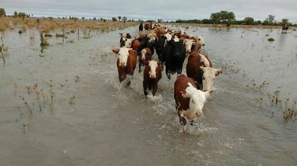 Por las inundaciones, Formosa perdió $2.200 millones y el sector ganadero es el más afectado