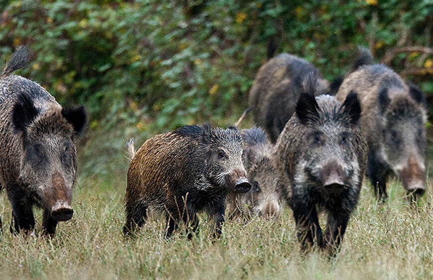 Detectan triquinosis en un jabalí cazado en Chamaicó