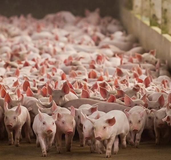 Argentina alcanzó un récord histórico en faena, producción y consumo de carne porcina en 2025