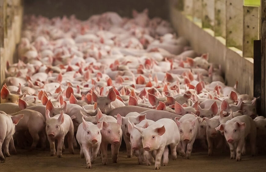 La embajada Argentina en China ratifica la propuesta de producción porcina