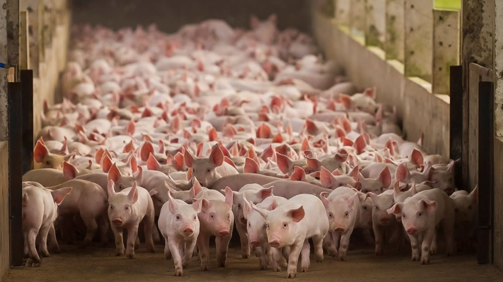 Cerdos: el desafío de aportar proteína de alta calidad a bajo costo
