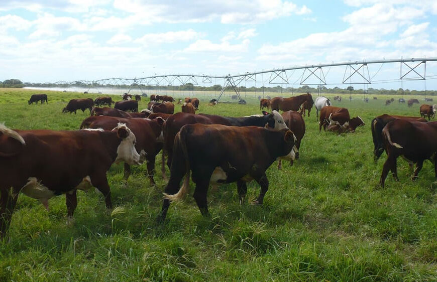 Manejo de rodeo y pastoreo: cómo promover el secuestro de carbono en sistemas ganaderos