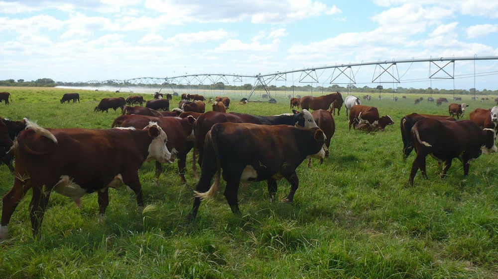 Manejo de rodeo y pastoreo: cómo promover el secuestro de carbono en sistemas ganaderos