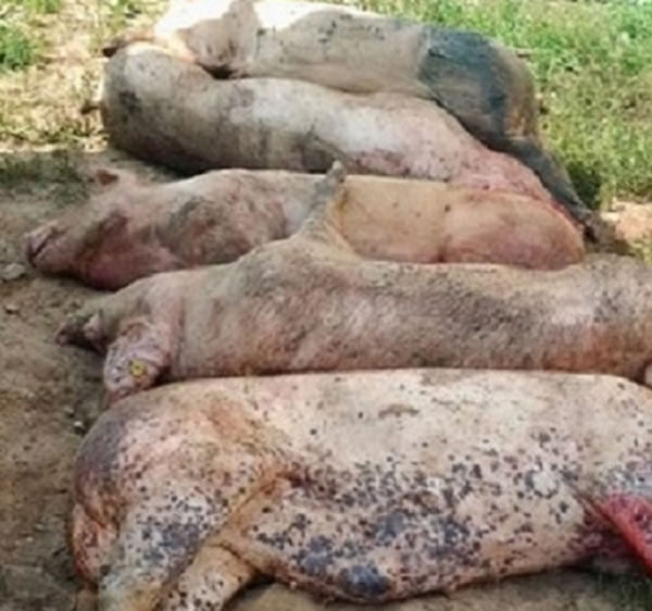 Un virus mortal: la peste porcina africana, una amenaza global para la ganadería porcina