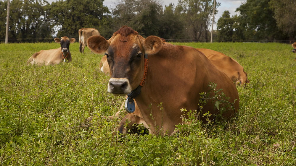 La Argentina no registra casos de encefalopatía espongiforme bovina