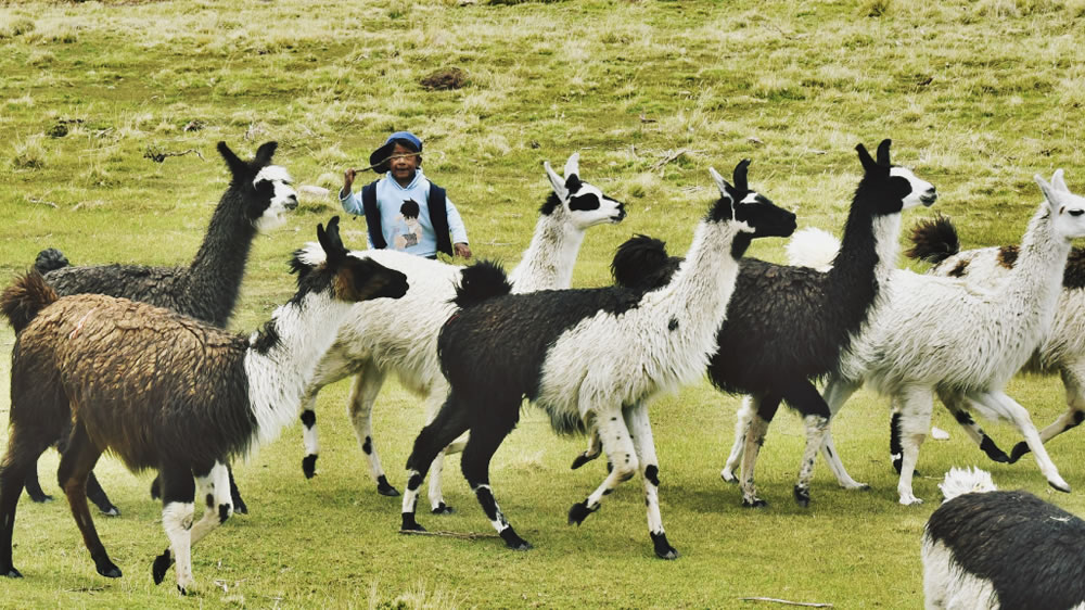 Se apunta a frigoríficos que nos permitan introducir la carne de llama en el mercado