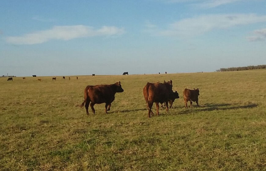 Los criadores bovinos siguen en “modo supervivencia” a la espera de la próxima explosión de precios