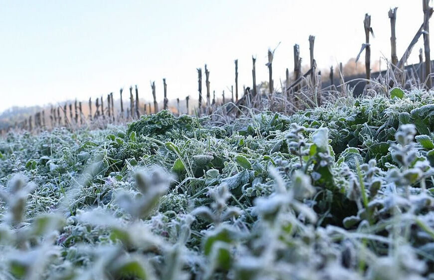 Declaran la emergencia agropecuaria en Mendoza por heladas tardías parciales