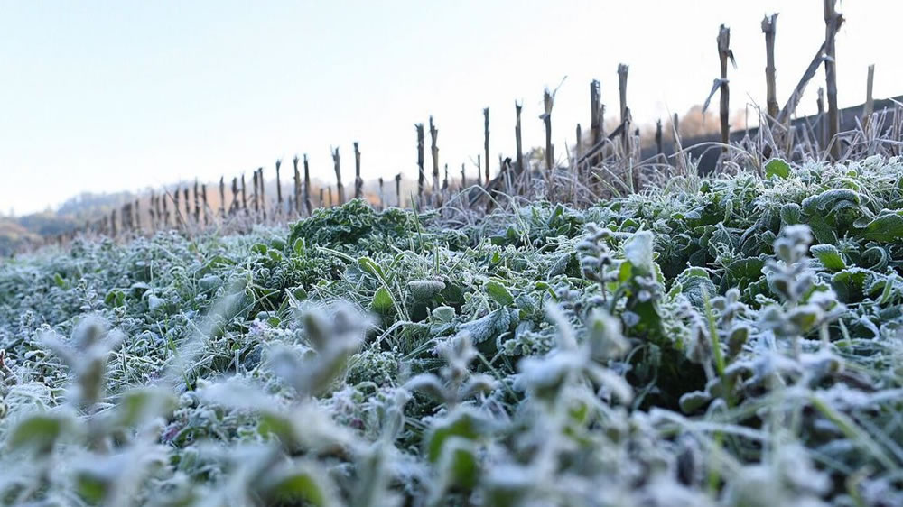 Declaran la emergencia agropecuaria en Mendoza por heladas tardías parciales