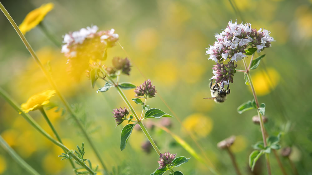 Buscan desarrollar forraje favorable a los insectos