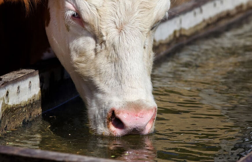 Algo más sobre el agua para consumo vacuno (3° parte: contaminación con microorganismos patógenos)