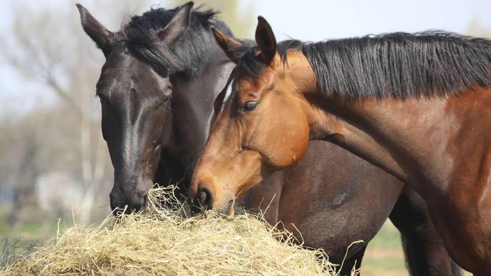 El forraje, la base del mejor menú para los caballos