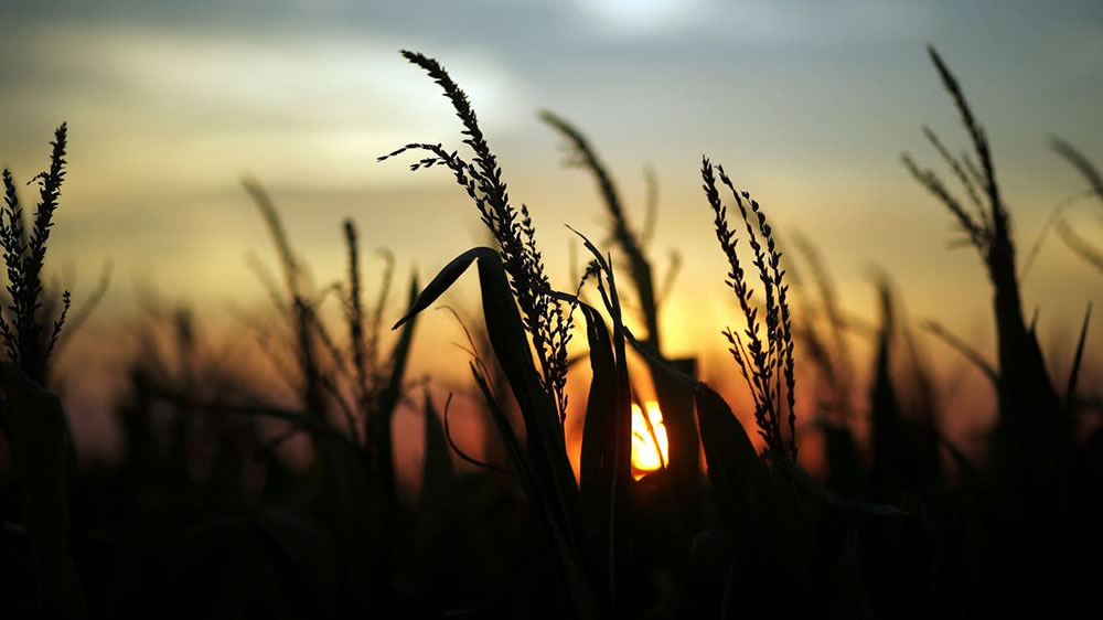¿Por qué el trigo representa una gran oportunidad?