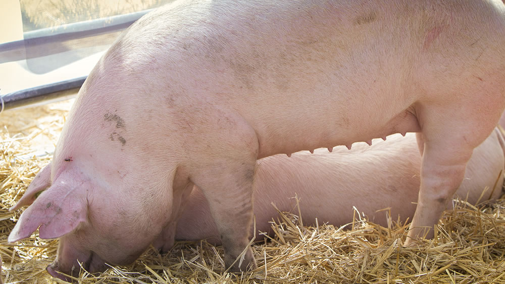 Peste porcina africana: restricción a la presencia de cerdos en exposiciones