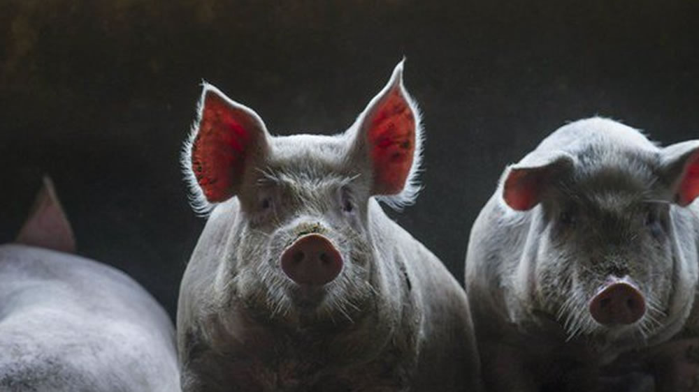 Por la peste porcina, China bate récord de importación de carne