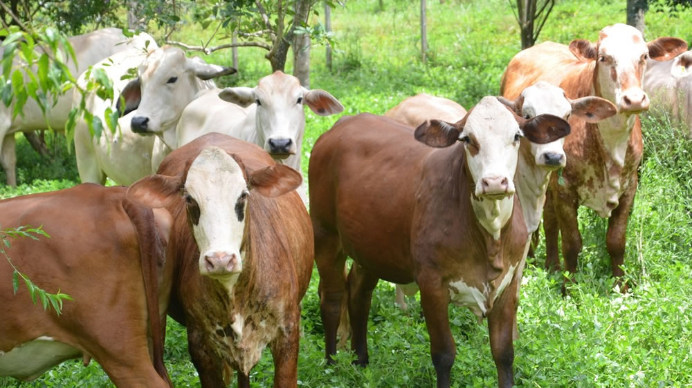 Ganadería: El arroz le abre la puerta al pasto, y el pasto a la ganadería