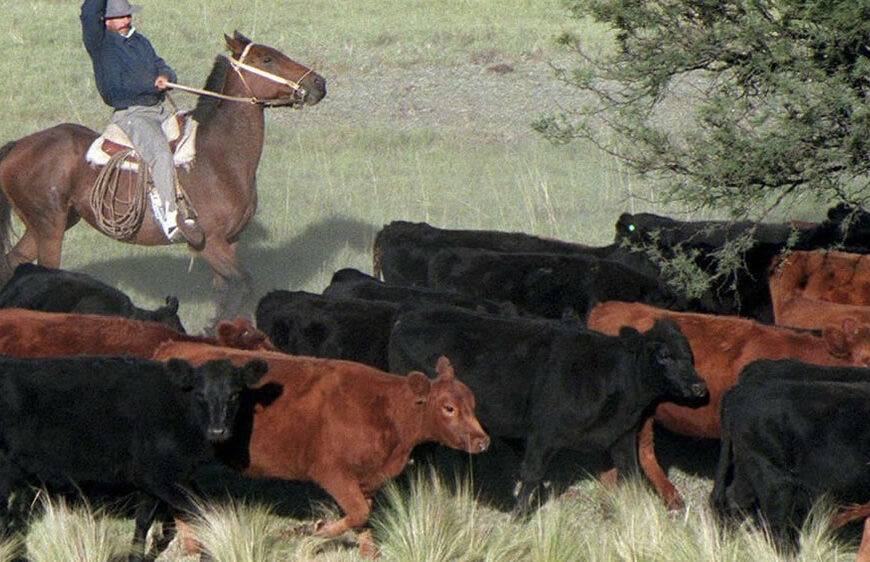 Para volver a ver: Tuberculosis ¿Cómo avanzar en el saneamiento de los rodeos?