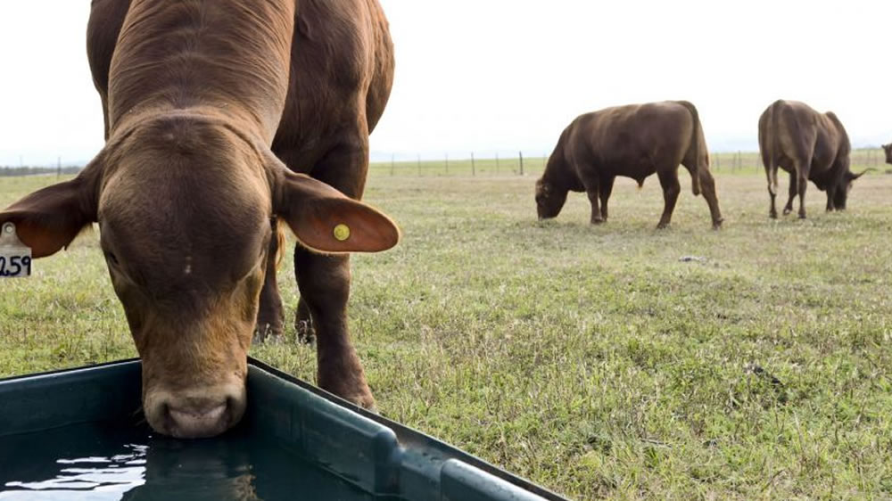 Un estudio de Embrapa muestra cómo varía la huella hídrica según el tipo de cría del ganado vacuno