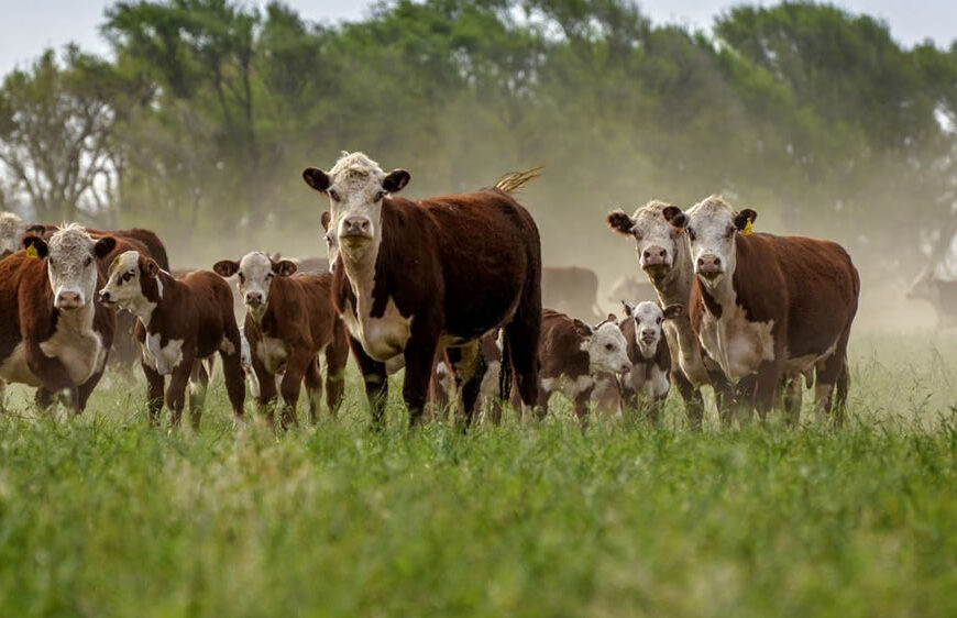 Advierten que el libre comercio de la UE pone en riesgo el bienestar animal