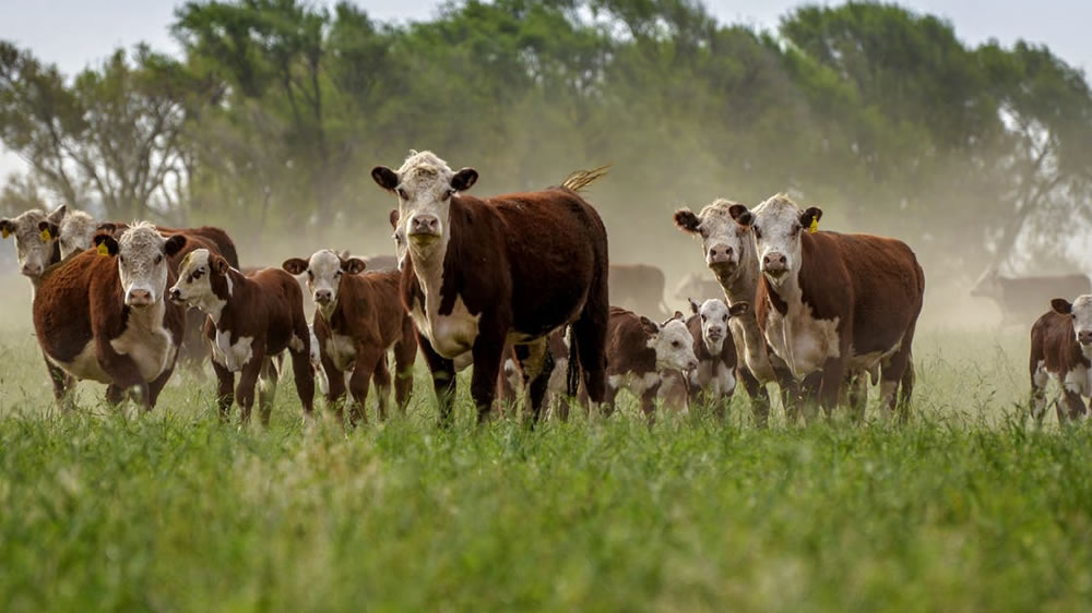 Senasa actualizó las categorías de riesgo para mantener alejada a la “vaca loca”