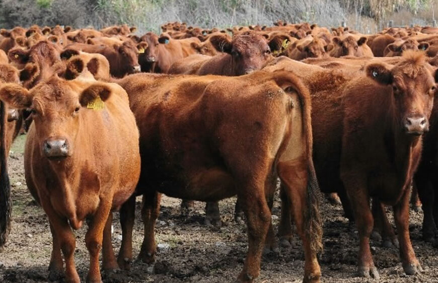 Confirman que la flexibilización de la vaca conserva será con cupos y por 140 mil cabezas