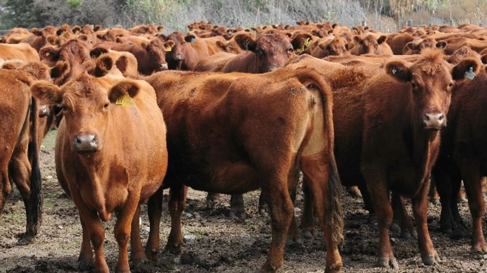 Vacas y novillos, los que se retirarían hacia fin año