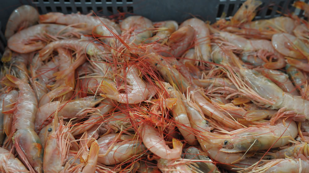 Argentina reanuda las exportaciones de langostinos a Brasil