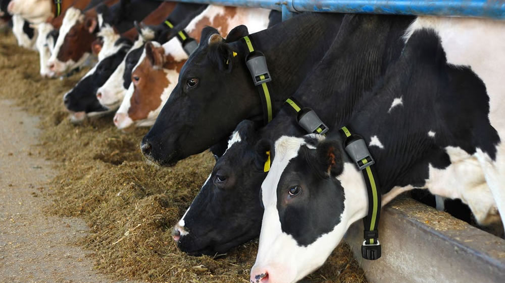Una empresa comenzará a proveer dispositivos electrónicos para identificar ganado bovino