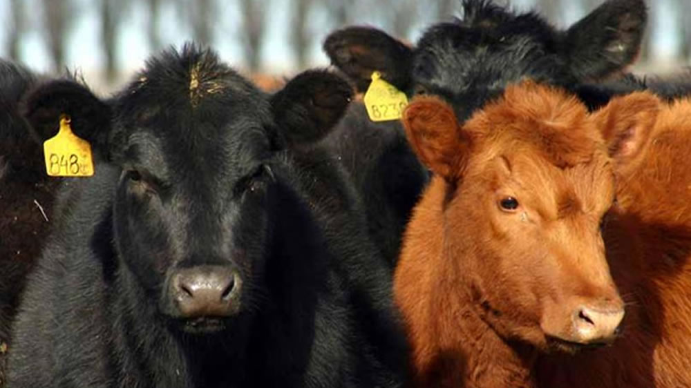 Nuevos aumentos para novillos y vacas en el mercado de Liniers