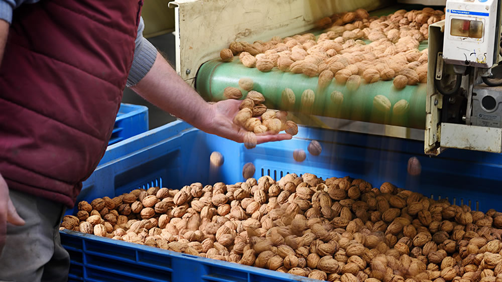 De la Patagonia a Italia: Neuquén, Río Negro y La Pampa exportó nueces por primera vez