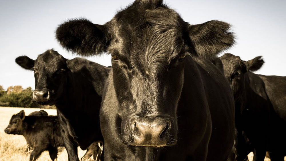 Un proyecto para mejorar la producción ganadera en Córdoba