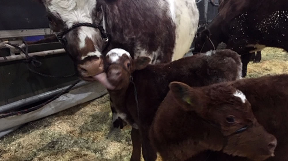 Charlotte y Alexander, los terneritos Shorthorn que nacieron en la previa de la Expo Rural con el nombre de los Caniggia