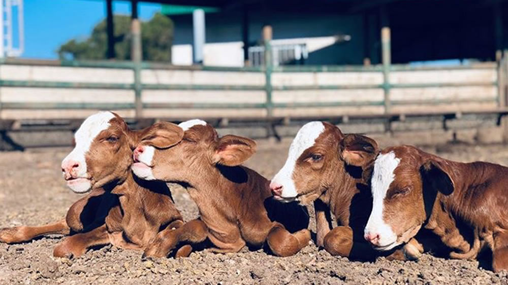 Después del caso de “La Colo”, una vaca parió cuatrillizas gemelas de forma natural