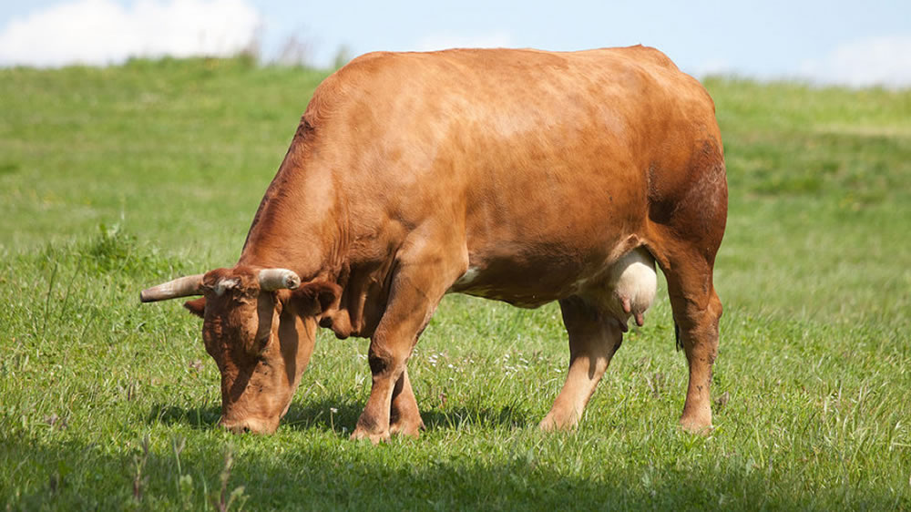 Investigan un método de nutrición animal natural y de bajo coste