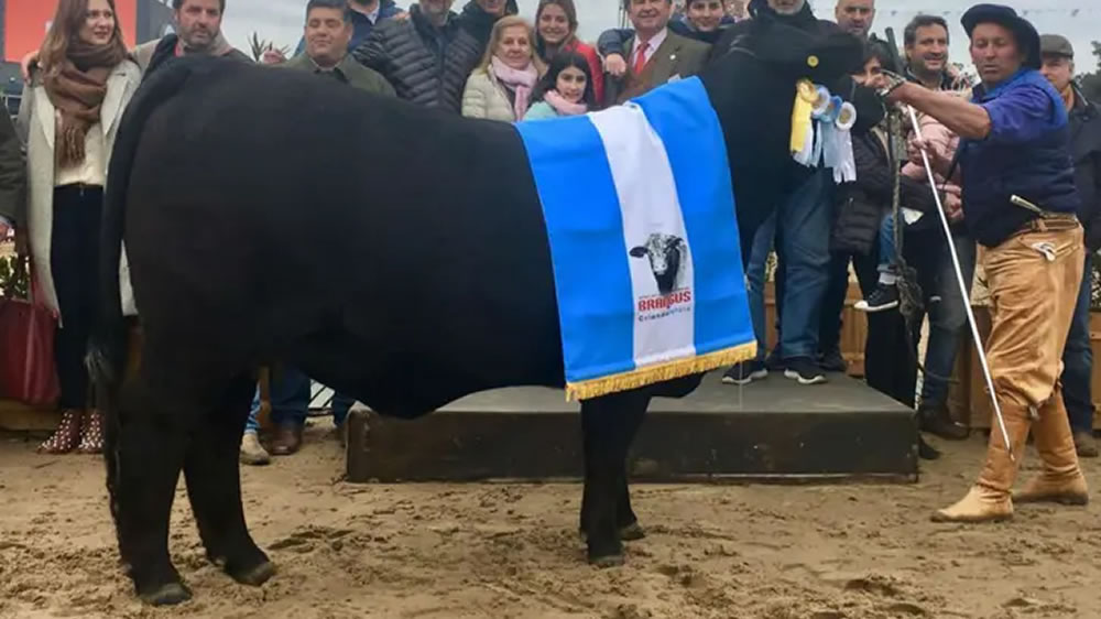 Rural 2019: cuáles son los Grandes Campeones del Norte