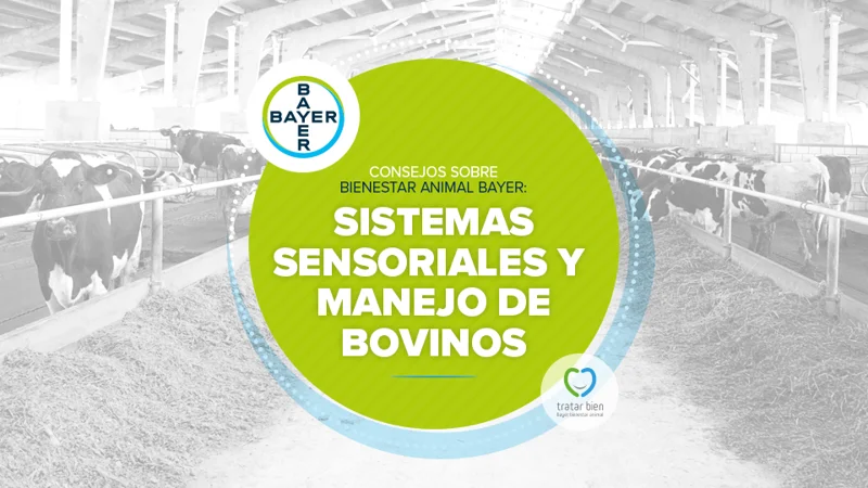 Consejos sobre bienestar animal Bayer: Sistemas Sensoriales y manejo de bovinos