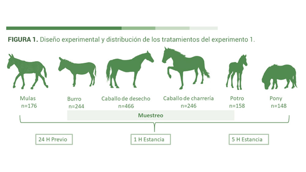 Respuestas fisiológicas sanguíneas en caballos, burros y mulas comercializados en un mercado ganadero